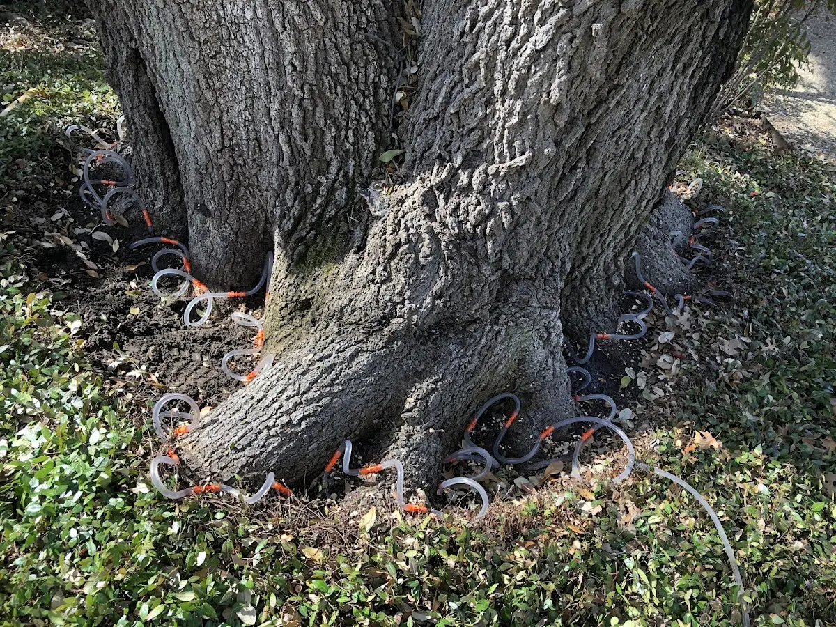 Detailed Tree Cabling and Bracing job site in Jamison