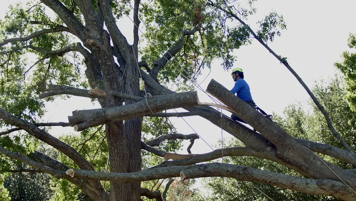 Professional Crown Thinning performed by certified arborists in Jamison