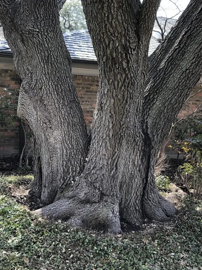 Mature heritage tree close to a Jamison property cared for by certified arborists